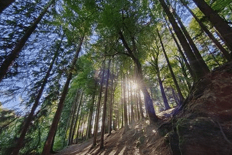 Looking up through a dense forest canopy at bright sunlight filtering through green leaves