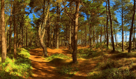 Sunlit walking trail through a dense pine forest